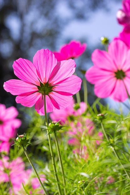 Lila Kosmosblumen im Garten