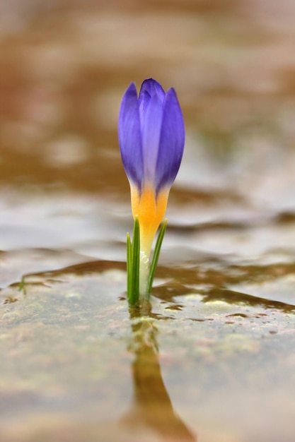 Lila Krokus wächst im Frühjahr