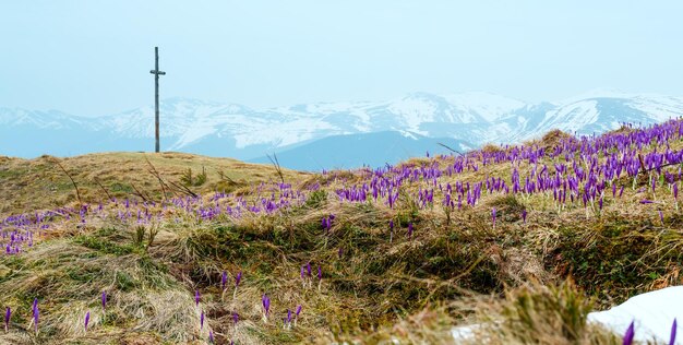 Lila Krokusblüten auf dem Frühlingsmorgenberg