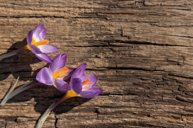 Lila Krokusblüten auf rustikalem Holzhintergrund. Frühlingsblumen. Grußkarte zum Valentinstag, Frauentag und Muttertag. Ansicht von oben, Textfreiraum