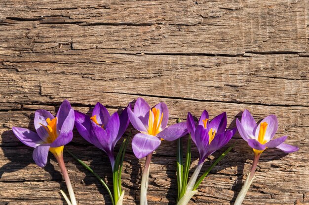 Lila Krokusblüten auf rustikalem Holzhintergrund. Frühlingsblumen. Grußkarte zum Valentinstag, Frauentag und Muttertag. Ansicht von oben, Textfreiraum