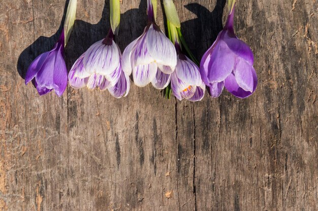 Lila Krokusblüten auf rustikalem Holzhintergrund. Frühlingsblumen. Grußkarte zum Valentinstag, Frauentag und Muttertag. Ansicht von oben, Textfreiraum
