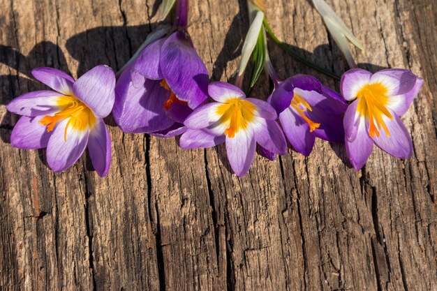 Lila Krokusblüten auf rustikalem Holzhintergrund. Frühlingsblumen. Grußkarte zum Valentinstag, Frauentag und Muttertag