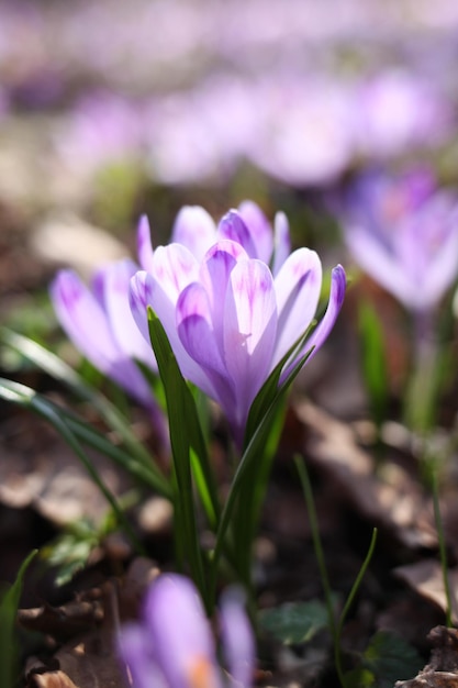 lila Krokusblüten im Frühjahr