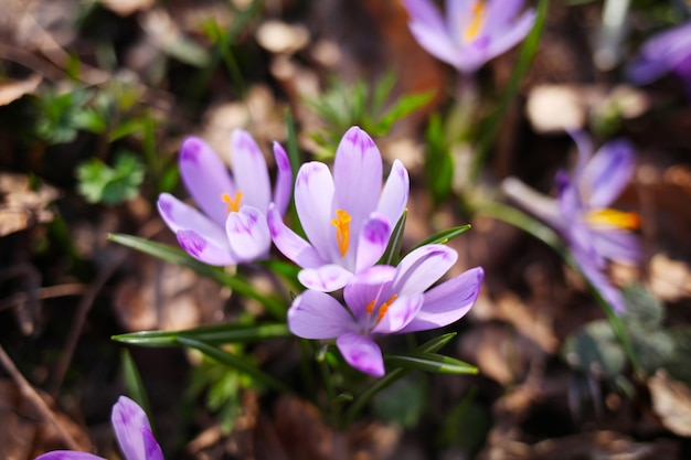 lila Krokusblüten im Frühjahr