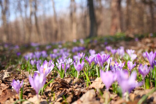 lila Krokusblüten im Frühjahr
