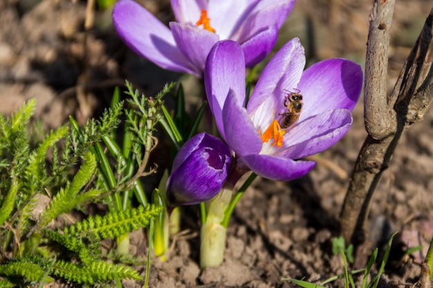 Lila Krokusblüten im Garten im Frühling