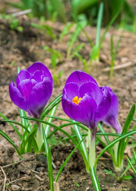 Lila Krokusblüten wachsen im Frühlingsblumengarten