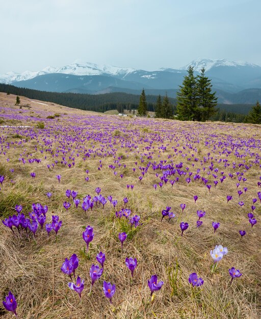 Lila Krokusblumen auf dem Frühlingsberg