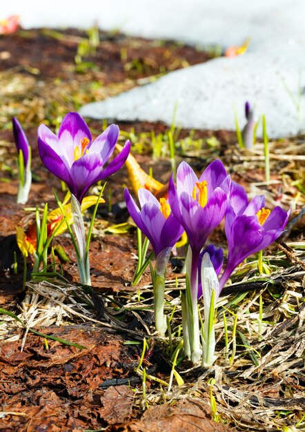 Lila Krokusblumen auf dem Frühlingsberg