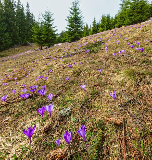 Lila Krokusblumen auf dem Frühlingsberg