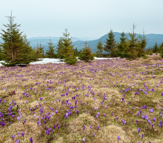 Lila Krokusblumen auf dem Frühlingsberg