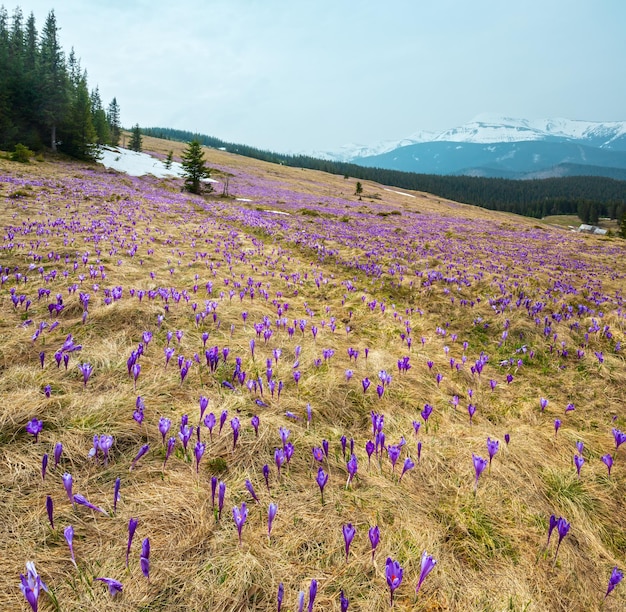 Lila Krokusblumen auf dem Frühlingsberg