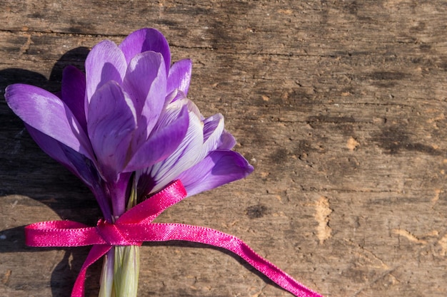 Lila Krokusblumen auf rustikalem hölzernem Hintergrund. Frühlingsblumen. Grußkarte zum Valentinstag, Frauentag und Muttertag. Ansicht von oben, kopieren