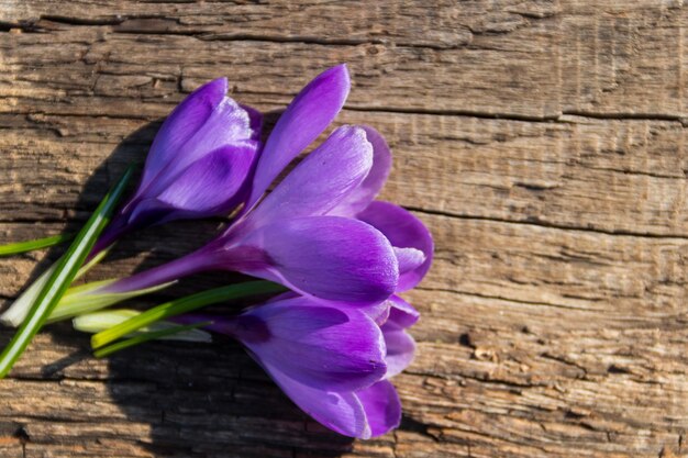 Lila Krokusblumen auf rustikalem hölzernem Hintergrund