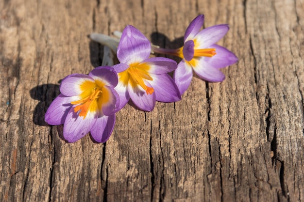 Lila Krokusblumen auf rustikalem hölzernem Hintergrund