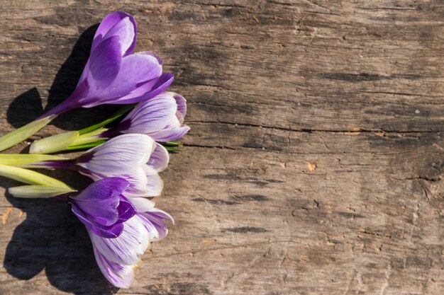 Lila Krokusblumen auf rustikalem Holzhintergrund Frühlingsblumen Grußkarte zum Valentinstag Frauentag und Muttertag Draufsicht Kopierraum