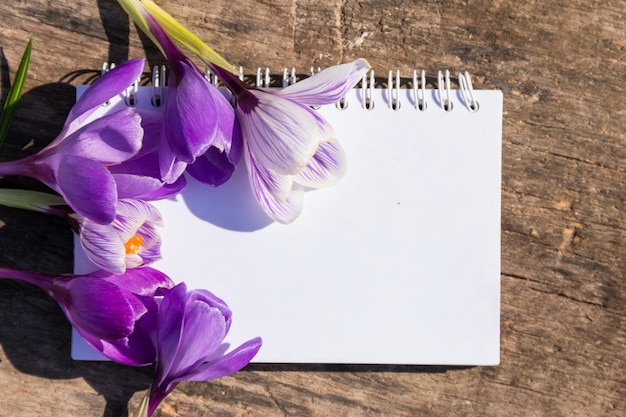 Lila Krokusblumen und leerer Notizblock auf rustikalem Holzhintergrund Frühlingsblumen Grußkarte zum Valentinstag Frauentag und Muttertag Draufsicht Kopierraum