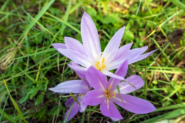 Lila Krokusse auf einer Bergwiese.