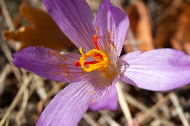 Lila Krokusse blühen im Frühling