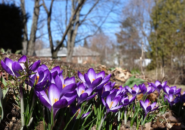 Lila Krokusse erste Frühlingsblumen im Garten