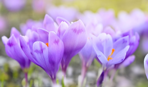 Lila Krokusse hautnah Blumenhintergrund