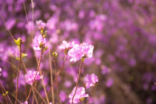 Lila Labrador-Teeblumen auf unscharfem Hintergrund Rosa wilder Rosmarin defokussiertes Foto