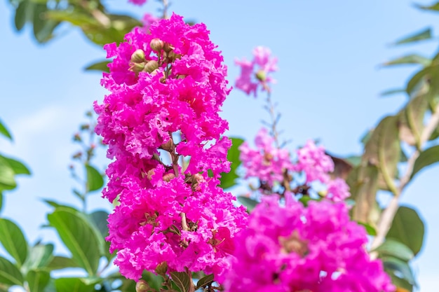 Lila Lagerstroemia indica in voller Blüte im Garten, zwischen grünen Blättern weicher Hintergrund verwischen, auswählen