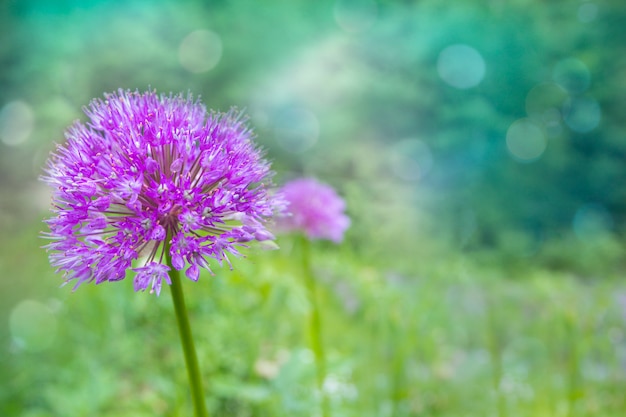 Lila Lauch-Zwiebel-Blume auf unscharfem natürlichem Hintergrund im Sommergarten