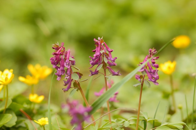 Lila Lavendel auf einem Gebiet. Lila Blumen im Garten