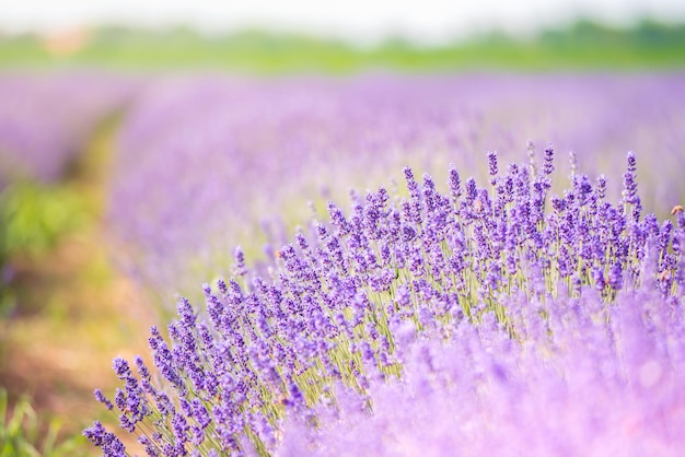 lila Lavendel Blumen auf dem Gebiet