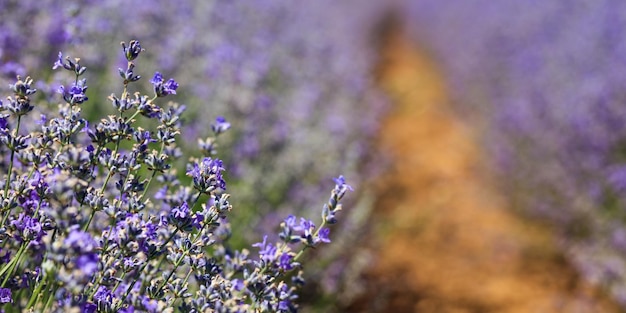 Lila Lavendel Hintergrund