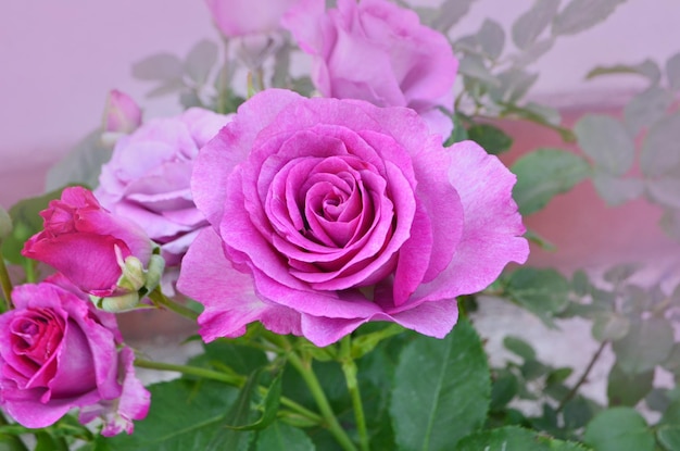 Lila Lavendel Rosen Blumen im Garten Lady Perfume Rose blüht