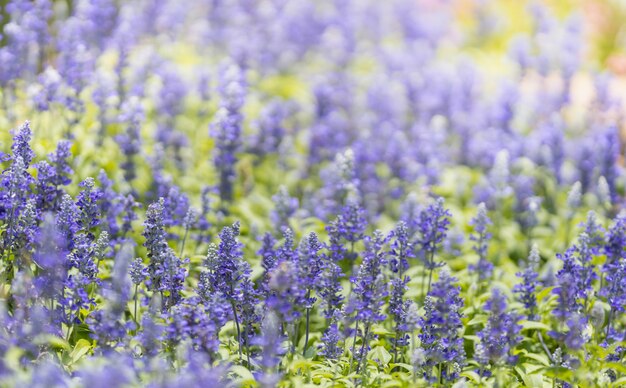 lila Lavendelblume auf verschwommenem Grün unter Sonnenlicht mit Bokeh und Kopienraum