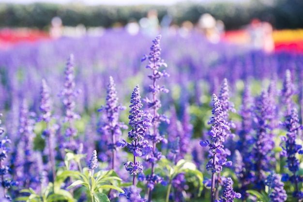 Lila Lavendelblume, die im Garten blüht