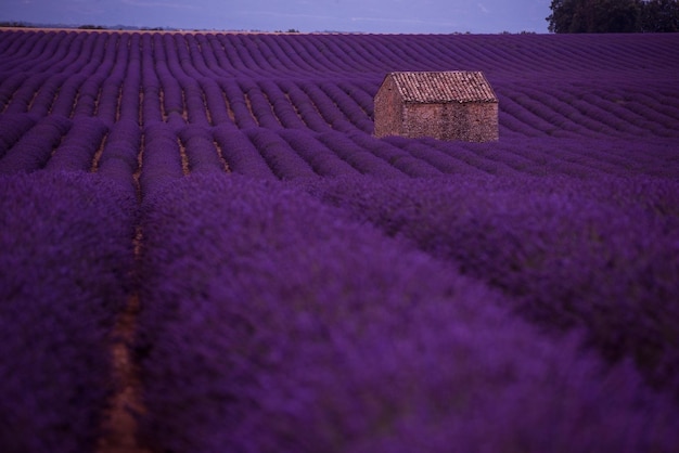 lila lavendelblumenfeld mit einsamem alten verlassenen steinhaus valensole provence frankreich