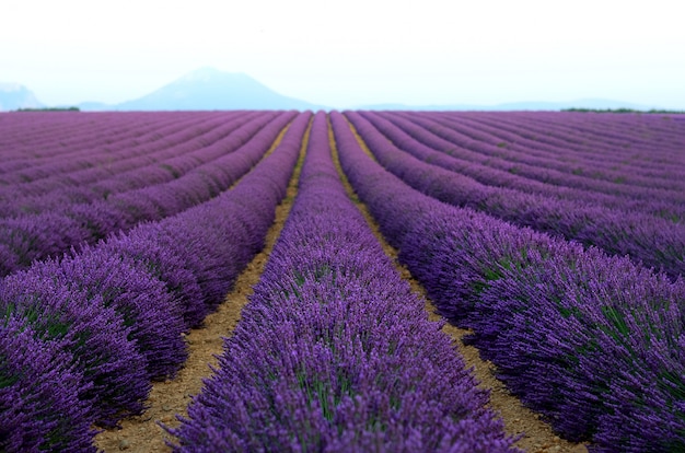 Lila Lavendelfeld, Sommerlandschaft nahe Valensole in Provence, Frankreich.