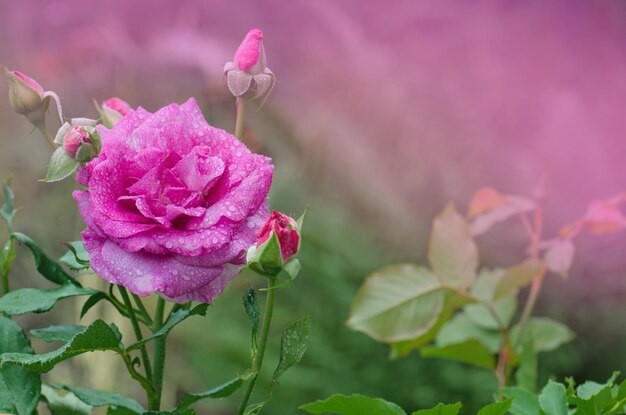 Lila Lavendelrosen Blumen im Garten Schockierende blaue Rose blüht