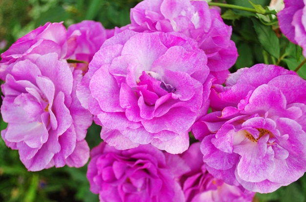 Lila Lavendelrosen im Garten Blühende Lavendelrosen Ebbe auf dem Busch im Rosengarten