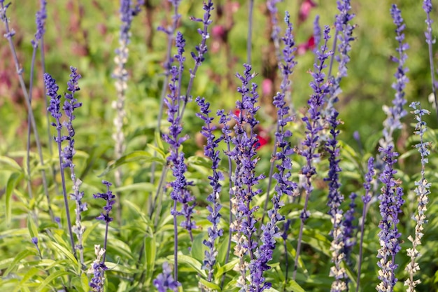 Lila Lavendelzweige im Garten. natürlicher Blumenhintergrund.