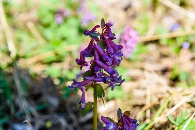 Lila Lerchensporn blüht im frühen Frühling in einem Wald