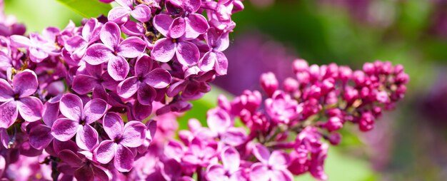 Lila Lila Blüten auf dem Busch schöne Syringa Blüten selektiven Fokus