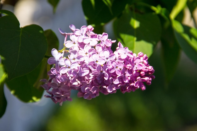 Lila lila Blumen auf einem Busch