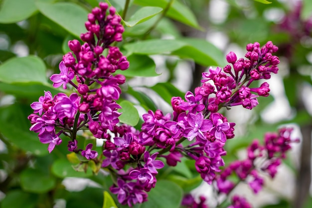 Foto lila lila blumen schöner blumenhintergrund