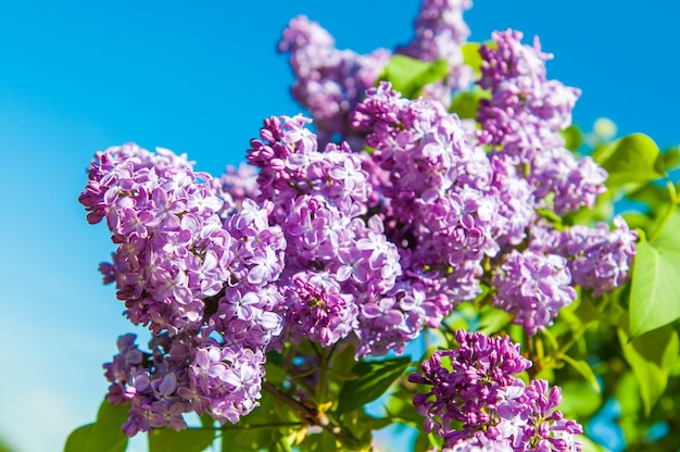 Lila lila Zweig im Frühjahr gegen blauen Himmel.