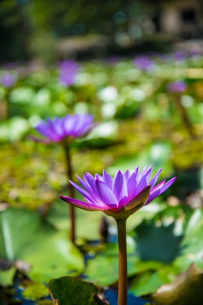 Lila Lotus im Lotusteich