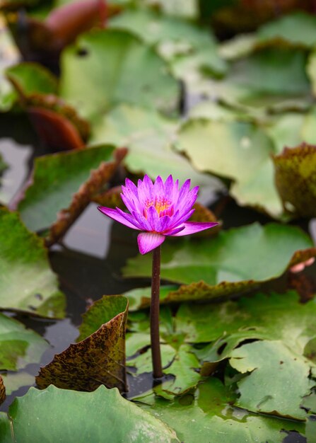 Lila Lotus mit grünem Blatt, das bei Sonnenuntergang im Sumpf blüht