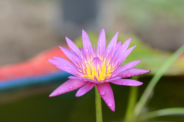 Foto lila lotusblüte in thailand