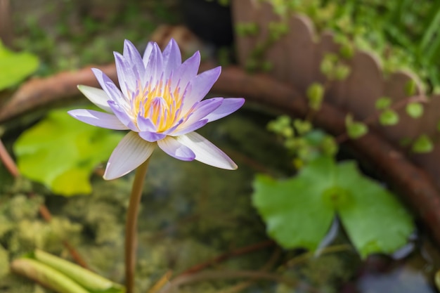 Lila Lotusblüten in der Wanne