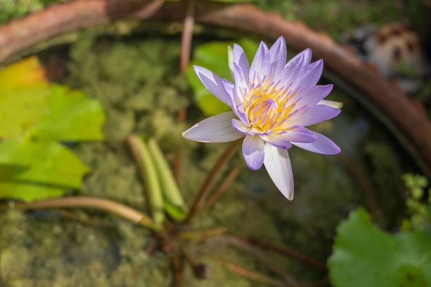 Lila Lotusblüten in der Wanne